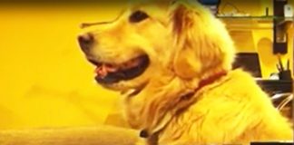 cute-golden-retreiver