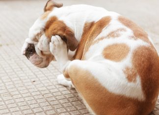 dog itch