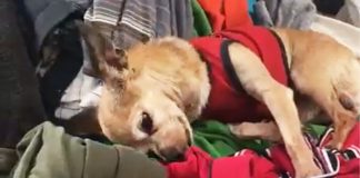 dog-misses-human