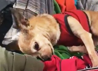 dog-misses-human