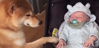 dog-rocks-baby