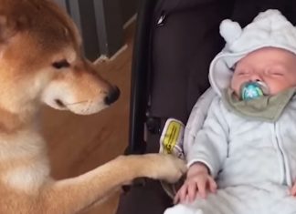 dog-rocks-baby