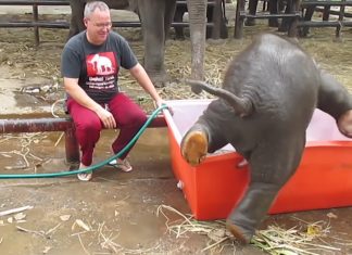 elephant bath funny