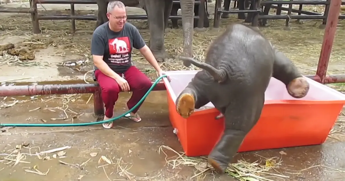 elephant bath funny