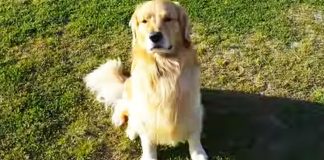 golden retreiver reactions