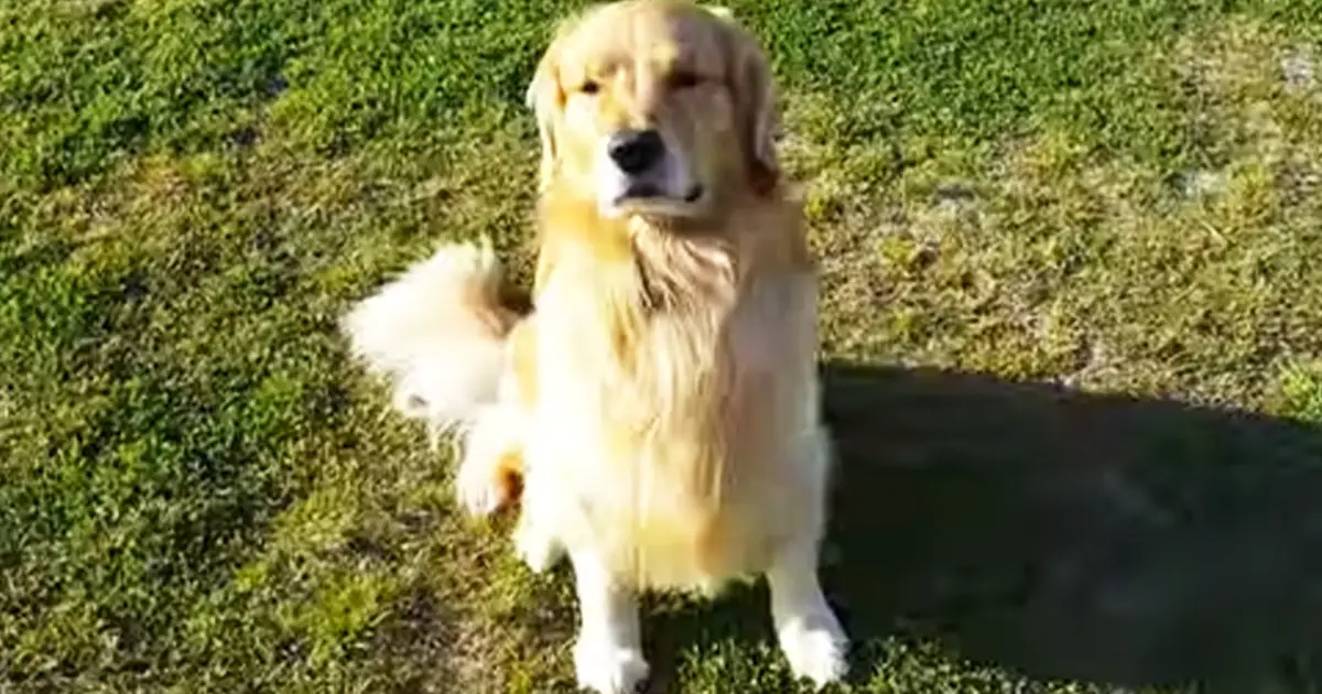 golden retreiver reactions