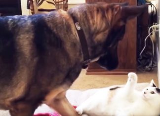 gsd-claims-bed