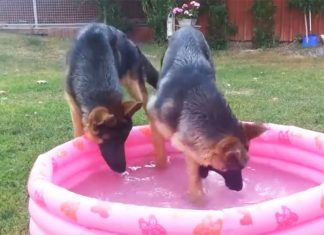 gsd-in-pool