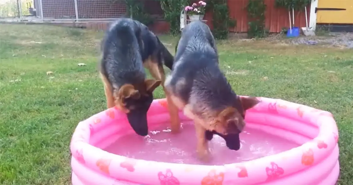 gsd-in-pool