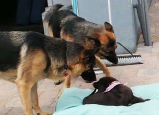 gsds-play