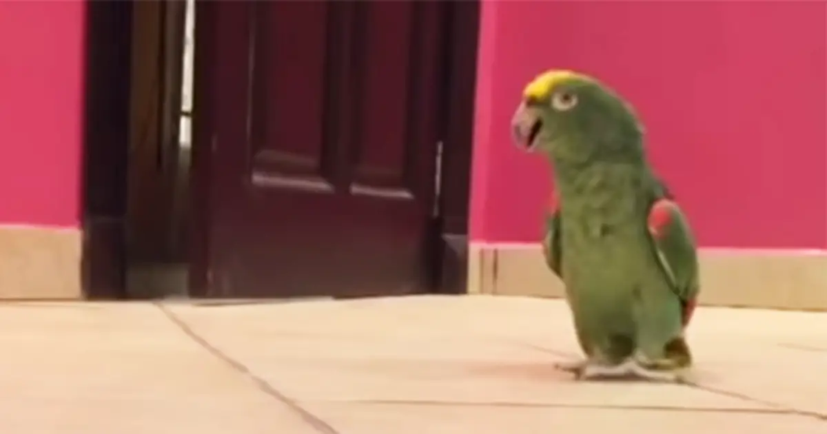 hehe-parrot