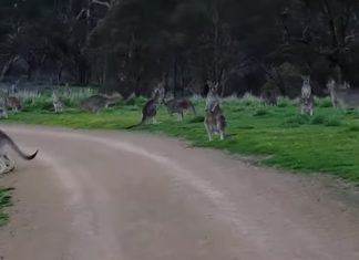 kangaroo horde