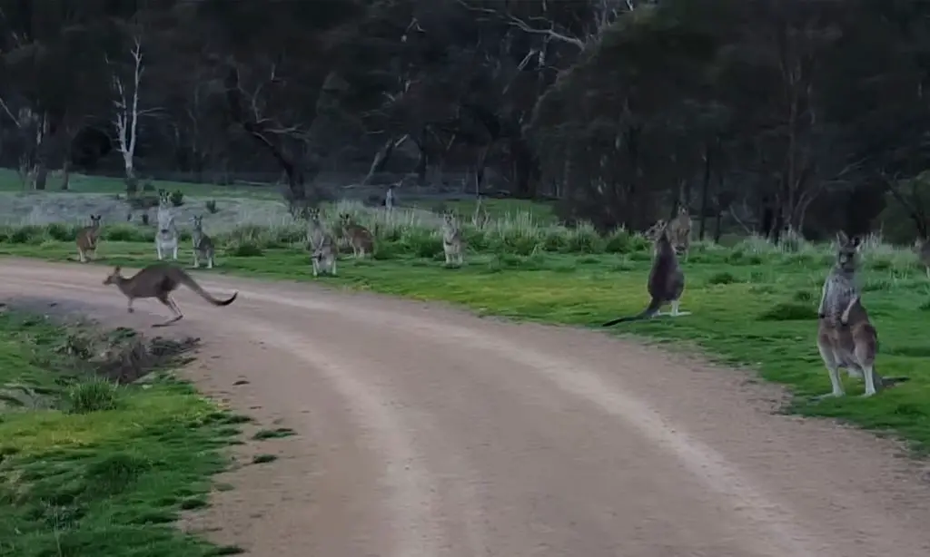 kangaroo horde cycling