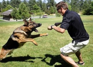 keeping-gsds-happy