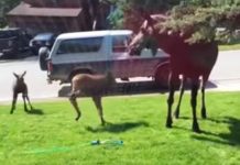 moose-sprinklers