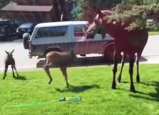 moose-sprinklers