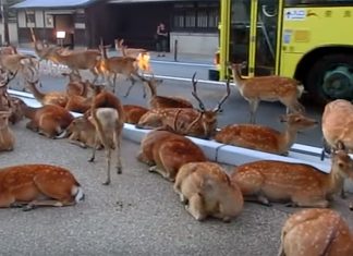nara-deer
