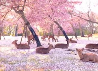 nara deer park