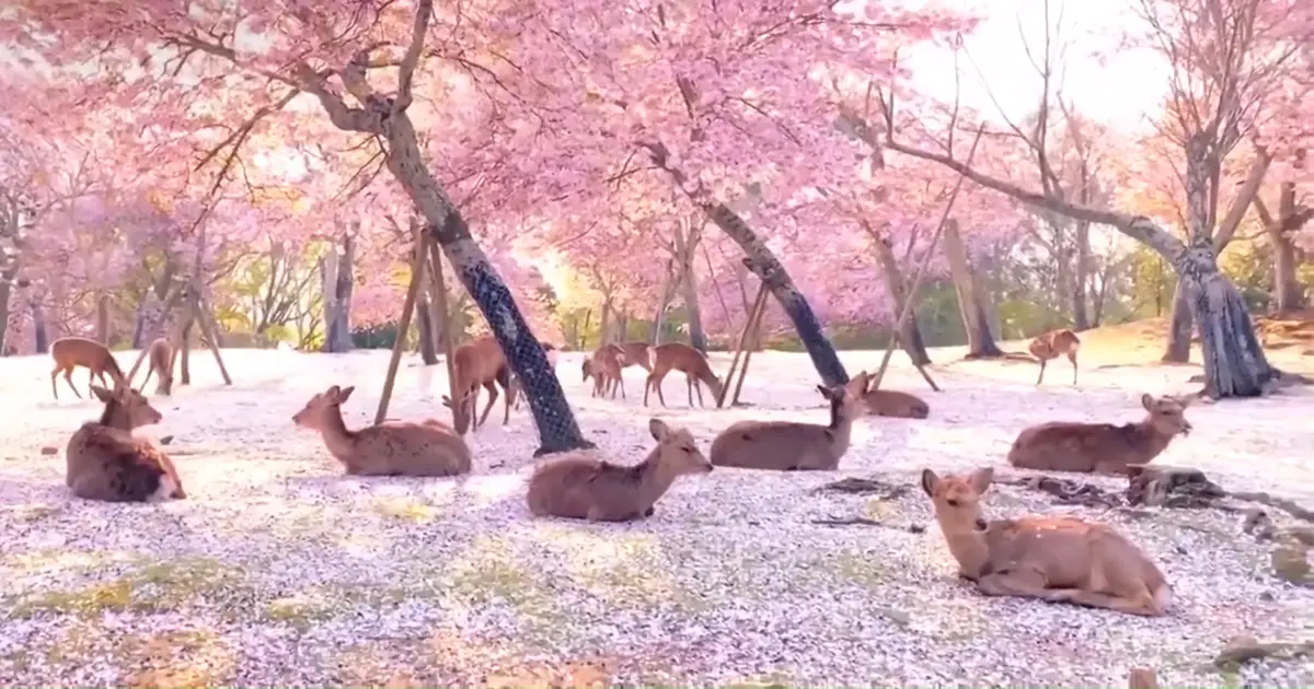 nara deer park