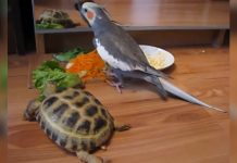parrot-and-turtle-mirror