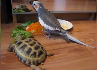 parrot-and-turtle-mirror
