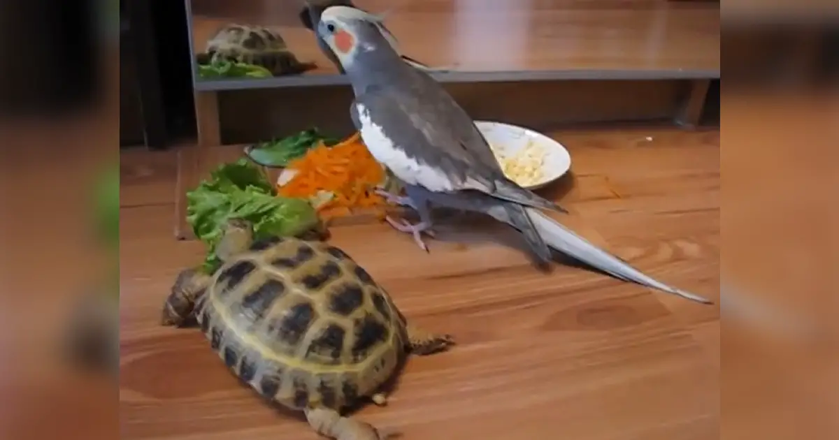 parrot-and-turtle-mirror