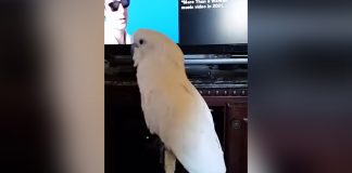 parrot-dance