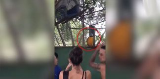 parrot-starts-dancing