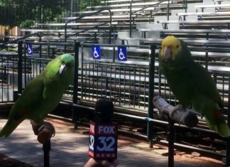 parrots serenade