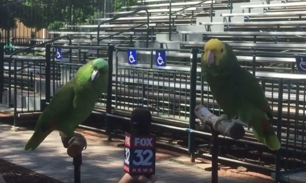 parrots singing