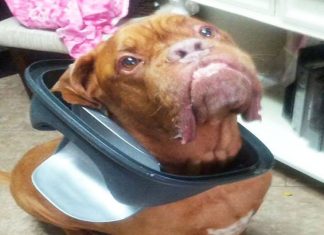 pets-caught-redhanded