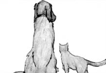 pets-say-goodbye