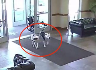 pit-bulls-hospital