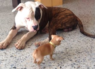 pittie-friend