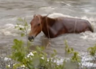 river-rescue