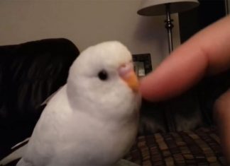 scuttle-chat