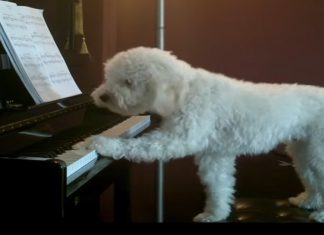 singing-dog-and-piano