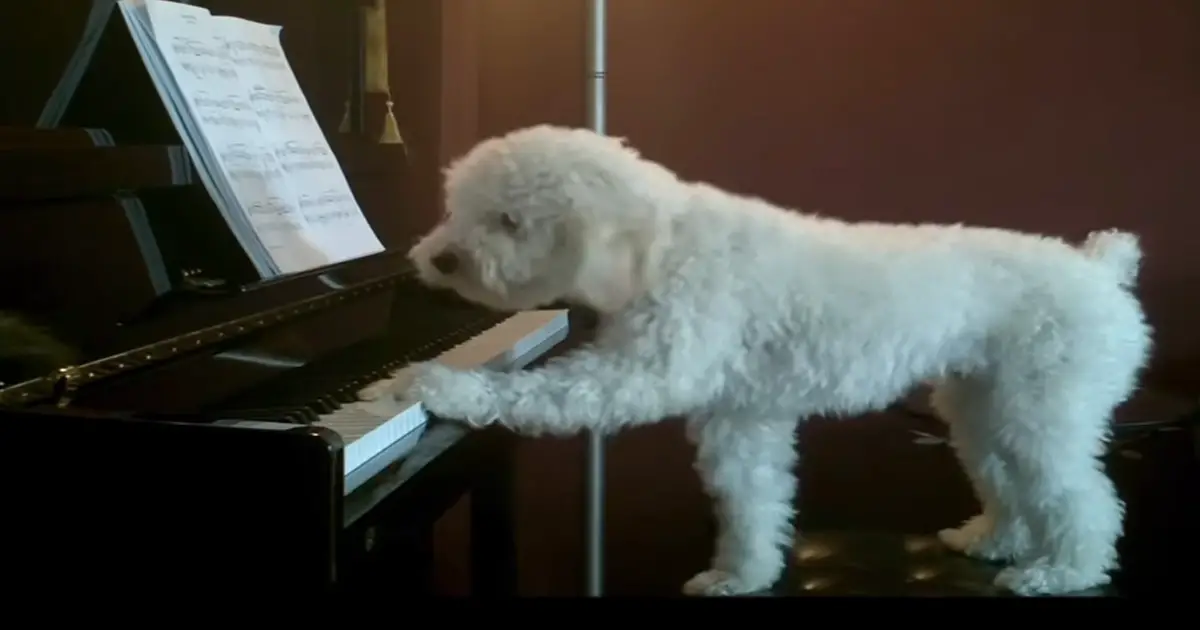 singing-dog-and-piano