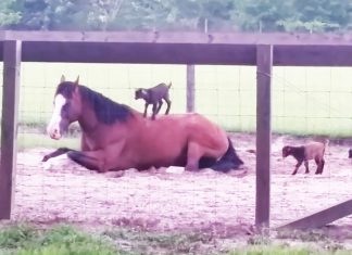 the-horse