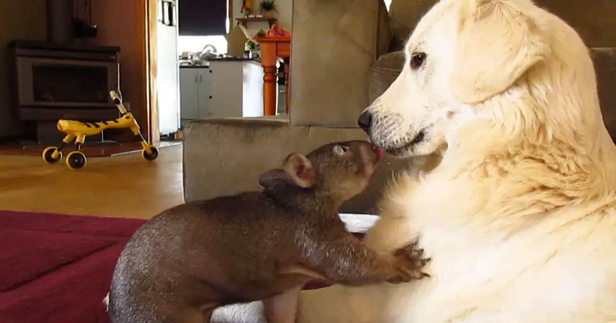 wombat and dog