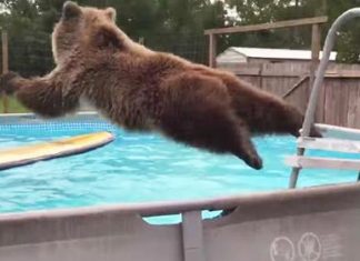 Grizzly-bear