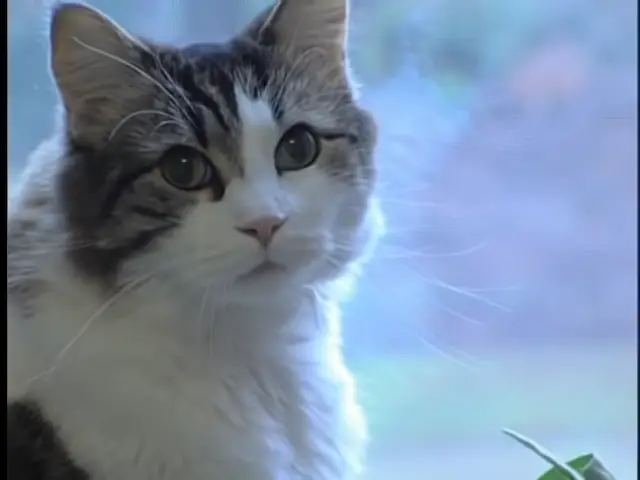 Oscar the Cat 0-50 screenshot