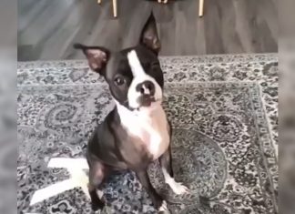 angry-dog-revenge