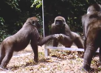 animal reaction on mirror