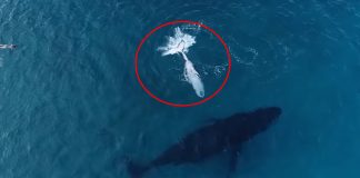 baby dolphin sneak off