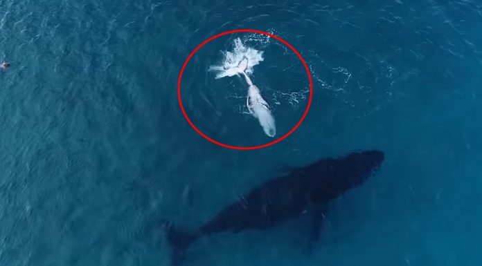 baby dolphin sneak off