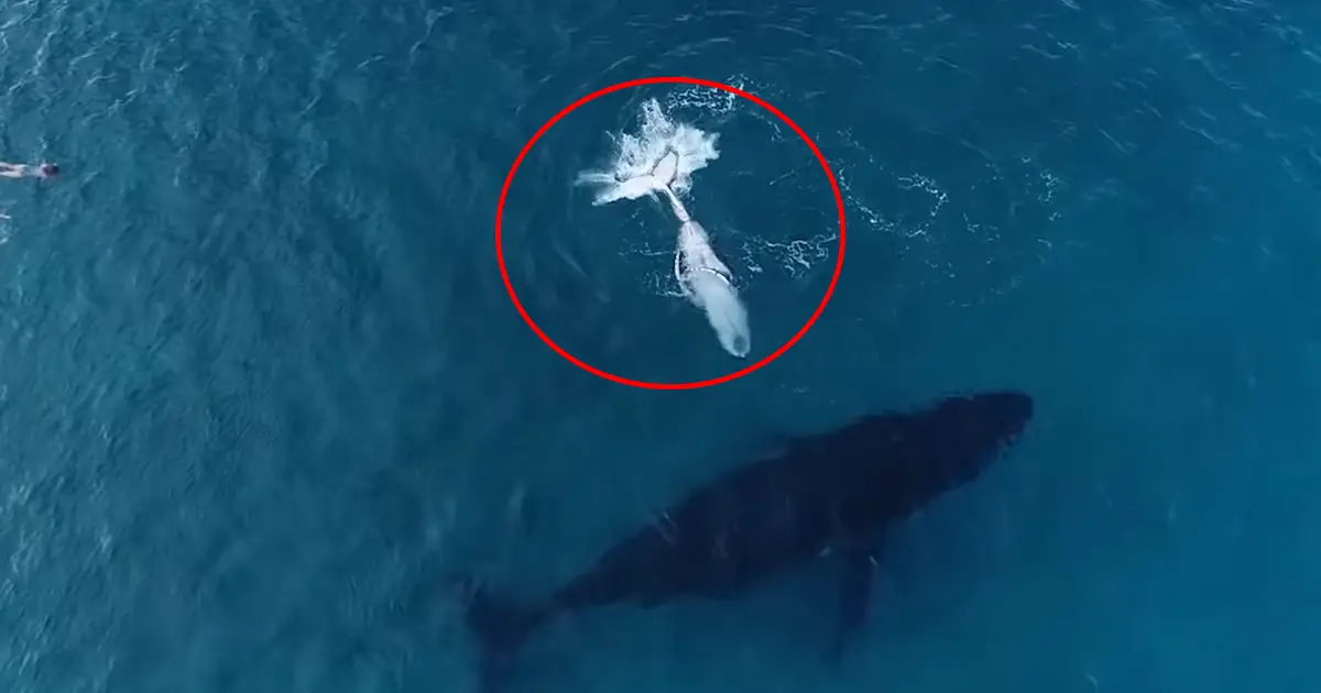 Bored Baby Whale Sneaks Off From Sleeping Mom to Give Diver the Best Day of Her  Life