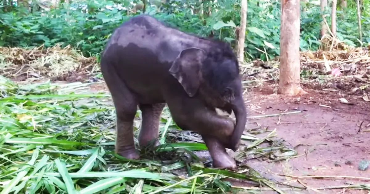 baby-elephant-trunk