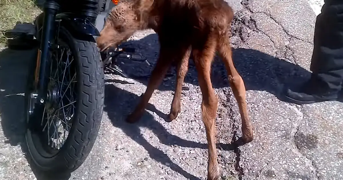 bikers and moose