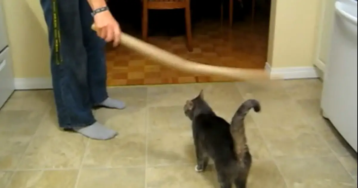 hitting a cat